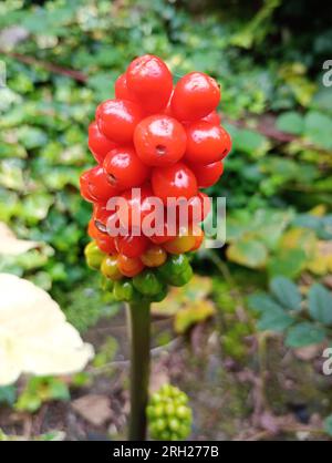 Arum maculatum mit roten und grünen Beeren und Kopierbereich Stockfoto