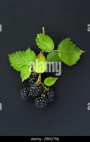 Nahaufnahme frischer reifer Brombeeren auf schwarzem Hintergrund, Draufsicht Stockfoto