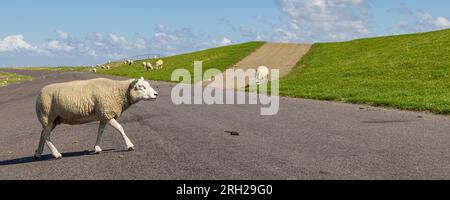 Schafe am Deich im Waddenmeer bei Pieterburen in Het Hogeland in Nord-Groningen in den Niederlanden Stockfoto