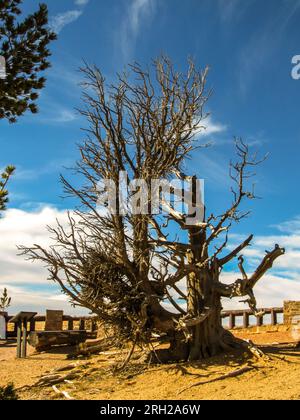 Ein alter toter und vom Wind verprügelter Bristlecone Pine, Pinus longaeva, am Bristlecone Point im Bryce Canyon National Park Stockfoto