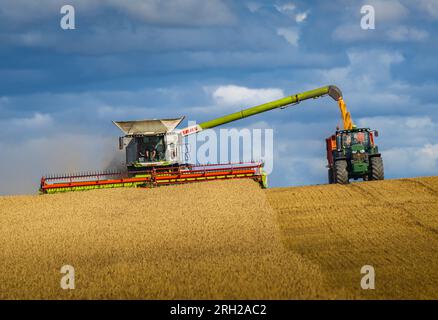 Ein Mähdrescher, der an einem Sommertag im Vereinigten Königreich auf einem Weizenfeld unter stürmischem blauen Himmel Mais erntet Stockfoto