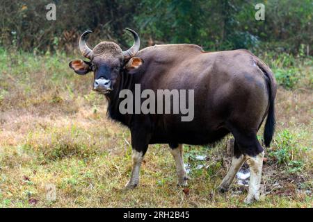 Gaur (Bos gaurus, weiblich) aus Nagarahole Tiger RTeserve, Südindien. Stockfoto