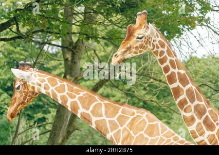 Zwei vernetzte Giraffen, die sich auf Blättern umsehen Stockfoto