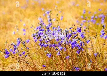 Bluebells in gelbem trockenem Gras. Sonniger Sommertag. Stockfoto