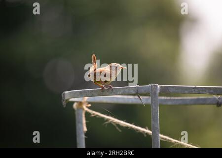 Entdecken Sie das bezaubernde eurasische Wren (Troglodytes troglodytes) von Dublin aus. Dieser kleine Vogel, bekannt für sein melodisches Lied, verleiht der Natur einen Hauch von Beau Stockfoto