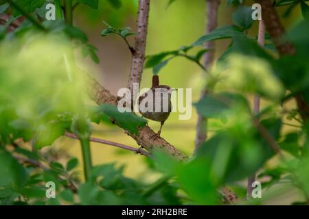 Entdecken Sie das bezaubernde eurasische Wren (Troglodytes troglodytes) von Dublin aus. Dieser kleine Vogel, bekannt für sein melodisches Lied, verleiht der Natur einen Hauch von Beau Stockfoto