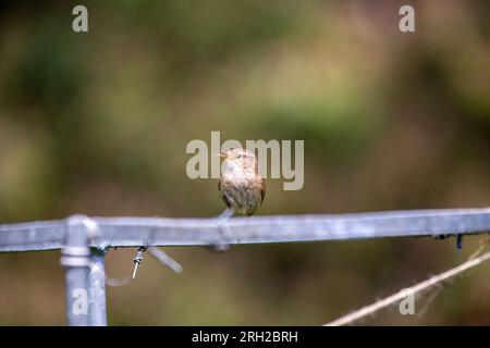 Entdecken Sie das bezaubernde eurasische Wren (Troglodytes troglodytes) von Dublin aus. Dieser kleine Vogel, bekannt für sein melodisches Lied, verleiht der Natur einen Hauch von Beau Stockfoto