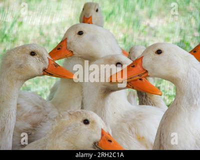 Lustige Gänseköpfe auf dem Bauernhof. Schar weißer Gans. Hausvögel Stockfoto