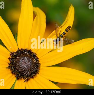 Long Hoverfly, Sphaerophoria scripta on Rudbeckia hirta petal, London UK Stockfoto