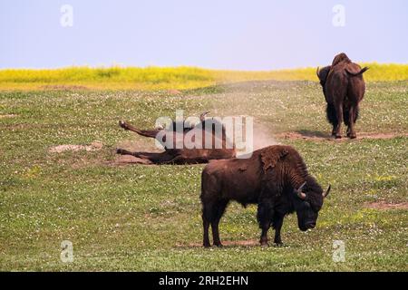 Plains Bison (Bison Bison) in der South Unit des Theodore Roosevelt National Park außerhalb von Medora, North Dakota Stockfoto