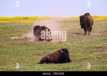 Plains Bison (Bison Bison) in der South Unit des Theodore Roosevelt National Park außerhalb von Medora, North Dakota Stockfoto