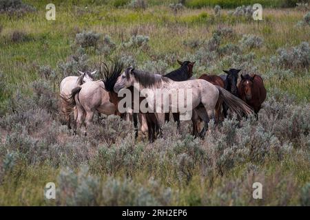 Wilde Pferde (Equus fetus caballus) sammeln sich vor einer herannahenden Sturmfront im Theodore Roosevelt National Park Stockfoto