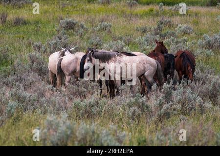 Wilde Pferde (Equus fetus caballus) sammeln sich vor einer herannahenden Sturmfront im Theodore Roosevelt National Park Stockfoto