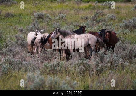 Wilde Pferde (Equus fetus caballus) sammeln sich vor einer herannahenden Sturmfront im Theodore Roosevelt National Park Stockfoto