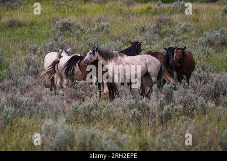 Wilde Pferde (Equus fetus caballus) sammeln sich vor einer herannahenden Sturmfront im Theodore Roosevelt National Park Stockfoto