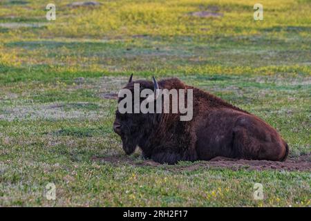 Plains Bison liegt auf einem Feld im Theodore Roosevelt National Park außerhalb von Medora, North Dakota Stockfoto