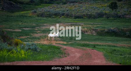 Ein Paar weiße Pferde im Theodore Roosevelt National Park außerhalb von Medora, North Dakota Stockfoto