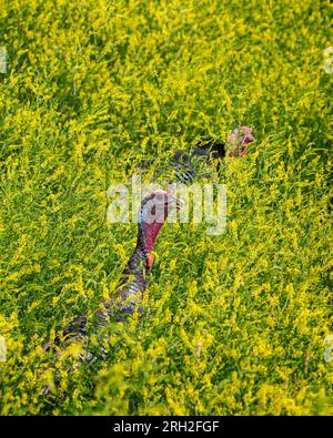 Eine Herde wilder Puten (Meleagris gallopavo) in einem Feld gelber Blumen im North Unit of Theodore Roosevelt National Park in North Dakota Stockfoto