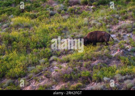 Männliche Plains Bisons (Bisons) weiden inmitten der farbenfrohen Graslandschaften unter Painted Canyon Overlook im Theodore Roosevelt National Park Stockfoto