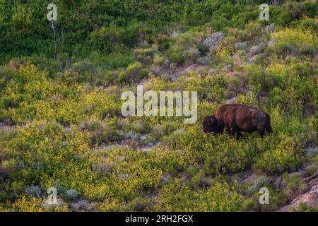 Männliche Plains Bisons (Bisons) weiden inmitten der farbenfrohen Graslandschaften unter Painted Canyon Overlook im Theodore Roosevelt National Park Stockfoto