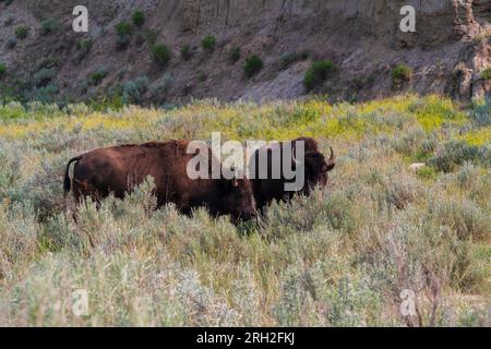 Plains Bison (Bison Bison) in der North Unit des Theodore Roosevelt National Park in North Dakota Stockfoto