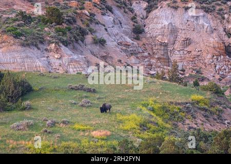 Männliche Plains Bisons (Bisons) weiden inmitten der farbenfrohen Graslandschaften unter Painted Canyon Overlook im Theodore Roosevelt National Park Stockfoto
