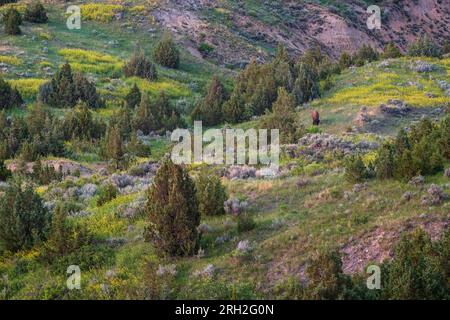 Männliche Plains Bisons (Bisons) weiden inmitten der farbenfrohen Graslandschaften unter Painted Canyon Overlook im Theodore Roosevelt National Park Stockfoto