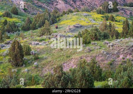 Männliche Plains Bisons (Bisons) weiden inmitten der farbenfrohen Graslandschaften unter Painted Canyon Overlook im Theodore Roosevelt National Park Stockfoto