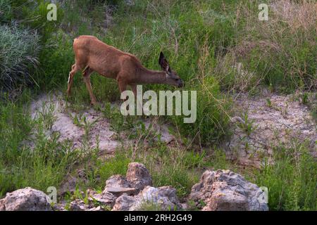 Ein junges Maultier (Odocoileus hemionus) überquert vorsichtig eine Schlucht unterhalb des Painted Canyon Overlook im Theodore Roosevelt National Park in North Dakota Stockfoto