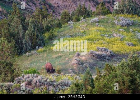 Männliche Plains Bisons (Bisons) weiden inmitten der farbenfrohen Graslandschaften unter Painted Canyon Overlook im Theodore Roosevelt National Park Stockfoto