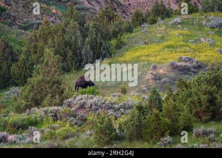 Männliche Plains Bisons (Bisons) weiden inmitten der farbenfrohen Graslandschaften unter Painted Canyon Overlook im Theodore Roosevelt National Park Stockfoto