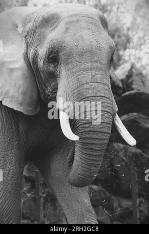 Afrikanischer Elefant in Schwarz und Weiß im Zoo von Colchester Stockfoto