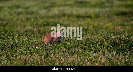 Schwarzschwanzpräriehunde (Cynomys ludovicianus) an einem Sommertag in der Südeinheit des Theodore Roosevelt National Park außerhalb von Medora, North Dakota Stockfoto