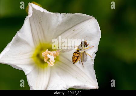 Ein Randkalligrapher fliegt auf einer weißen Blume. Insekten- und Wildtierschutz, Lebensraumschutz, Bestäuber- und Blumengartenkonzept. Stockfoto