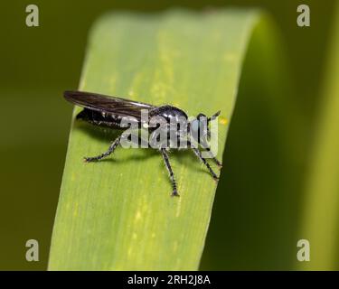 Räuber fliegen auf Pflanzenblättern. Insekten- und Wildtierschutz, Lebensraumschutz und Blumengarten-Konzept im Garten. Stockfoto