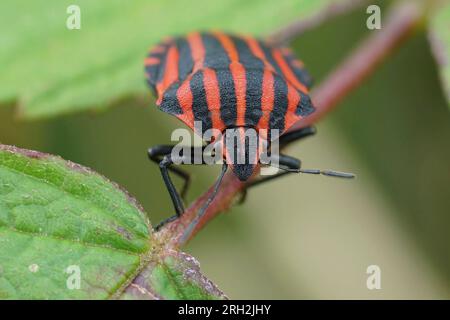 Natürliche frontale Detailaufnahme auf einem rot-schwarz gestreiften Käfer, Graphosoma italicum auf einem Blatt Stockfoto