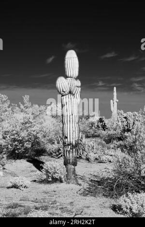 Infrarot-Sonora-Wüste in Zentral-Arizona, USA Stockfoto