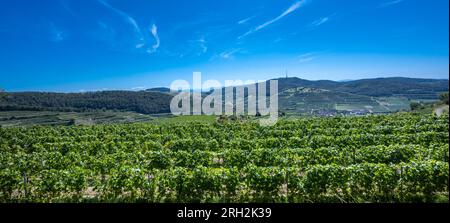 Riesling-Trauben im berühmten Bassgeige-Weinberg der Oberberger Weingenossenschaft Kaiserstuhl. In der Nähe des Texas Pass Aussichtspunktes 385 m (auf dem Eck) Bad Stockfoto