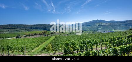 Riesling-Trauben im berühmten Bassgeige-Weinberg der Oberberger Weingenossenschaft Kaiserstuhl. In der Nähe des Texas Pass Aussichtspunktes 385 m (auf dem Eck) Bad Stockfoto