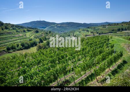 Riesling-Trauben im berühmten Bassgeige-Weinberg der Oberberger Weingenossenschaft Kaiserstuhl. In der Nähe des Texas Pass Aussichtspunktes 385 m (auf dem Eck) Bad Stockfoto