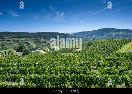 Riesling-Trauben im berühmten Bassgeige-Weinberg der Oberberger Weingenossenschaft Kaiserstuhl. In der Nähe des Texas Pass Aussichtspunktes 385 m (auf dem Eck) Bad Stockfoto