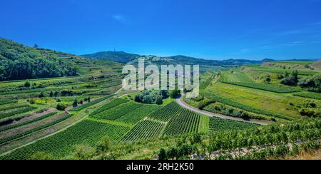 Riesling-Trauben im berühmten Bassgeige-Weinberg der Oberberger Weingenossenschaft Kaiserstuhl. In der Nähe des Texas Pass Aussichtspunktes 385 m (auf dem Eck) Bad Stockfoto