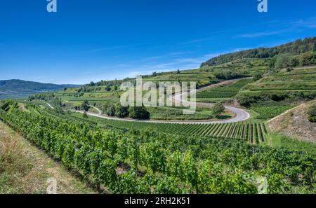 Riesling-Trauben im berühmten Bassgeige-Weinberg der Oberberger Weingenossenschaft Kaiserstuhl. In der Nähe des Texas Pass Aussichtspunktes 385 m (auf dem Eck) Bad Stockfoto