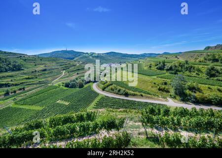 Riesling-Trauben im berühmten Bassgeige-Weinberg der Oberberger Weingenossenschaft Kaiserstuhl. In der Nähe des Texas Pass Aussichtspunktes 385 m (auf dem Eck) Bad Stockfoto