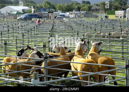 Peebles, Großbritannien. 13. Aug. 2023. Peebles, Großbritannien. Peebles Agricultural Society, Grand Open Show, findet am Sonntag, den 13. August 2023, auf den Feldern der Nether Horsburgh Farm, Cardrona, Peebles statt. Pferde und Vieh sowie Ausstellungen von Landmaschinen, Hauptveranstaltungen von StuntWorld International auch in der Hauptringarena am Nachmittag besuchten große Menschenmassen die Veranstaltung, die dieses Jahr an einem Sonntag stattfand. Kredit: Rob Gray/Alamy Live News Stockfoto