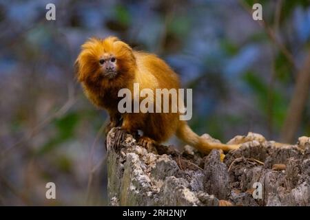 goldene Löwentamarin (Leontopithecus rosalia) Stockfoto