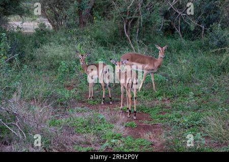 Drei weibliche Impala (Mutterschafe) Aepyceros melampus in einem Rudeland, das in einem privaten Wildreservat in Südafrika aufräumt Stockfoto