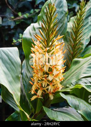 Sahne- und Pfirsichblüten in der Spitze der großblättrigen, exotischen parennialen Ingwerlilie Hedychium densiflorum „Stephen“ Stockfoto