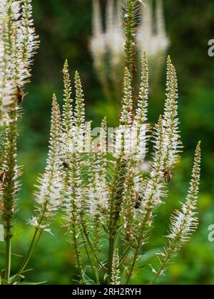 Kleine weiße Blüten in den Sommerspitzen blühen die hartnäckige, mehrjährige Culver-Wurzel, Veronicastrum virginicum „Album“ Stockfoto