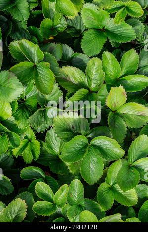 Blick von oben auf Erdbeerblätter in einem Garten an einem sonnigen Nachmittag. Stockfoto